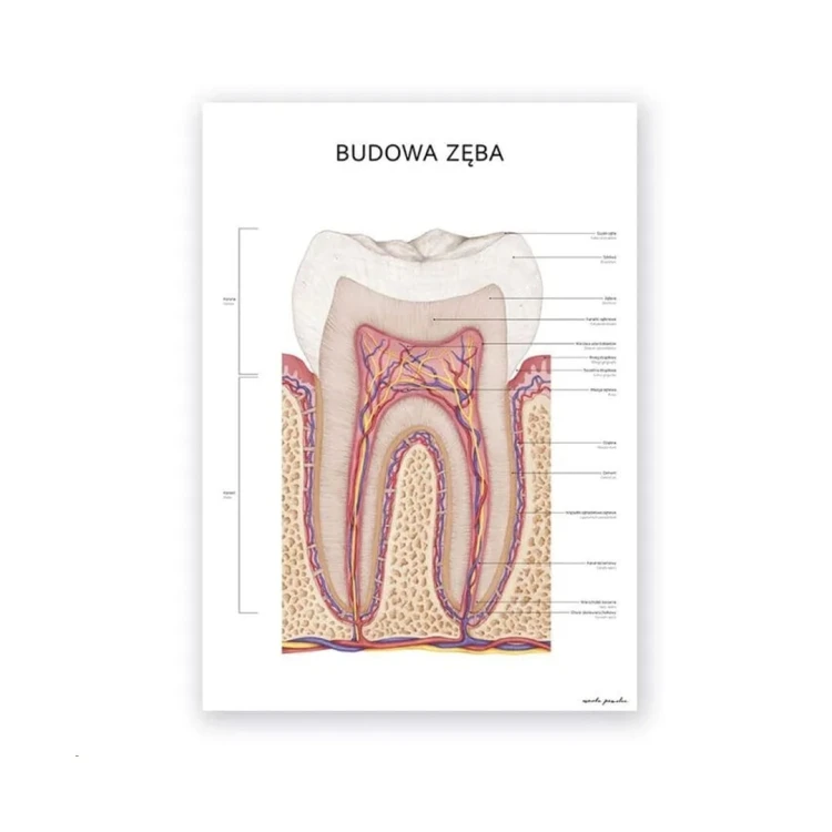 budowa-zeba