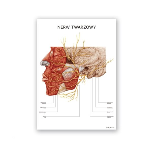 nerw-twarzowy