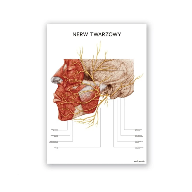 nerw-twarzowy