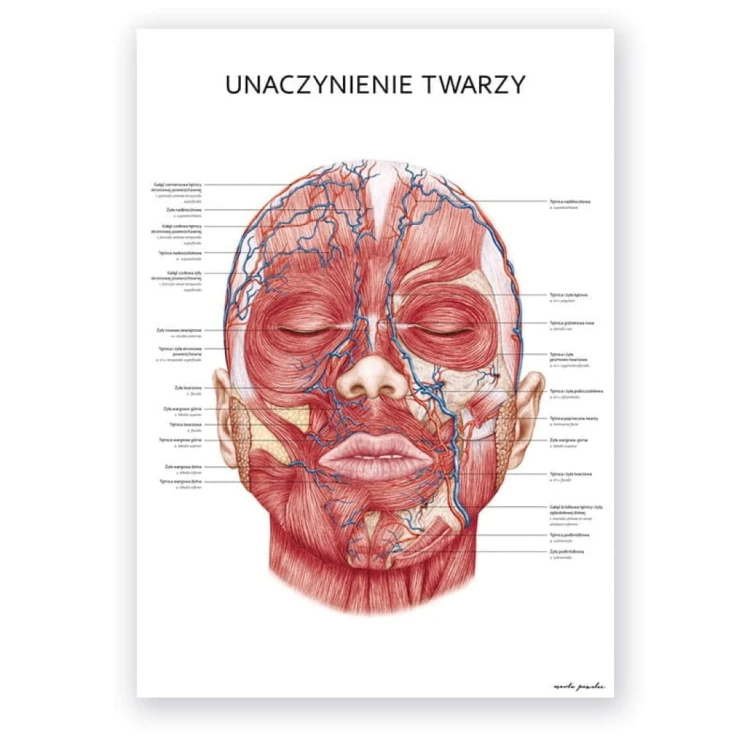 plakat_anatomiczny_unaczynienie_twarzy