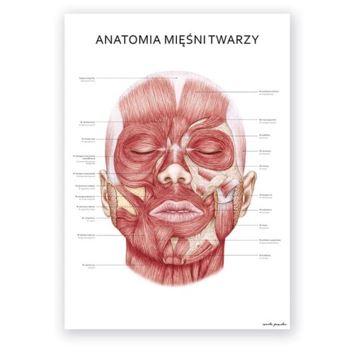 plakat_anatomia_miesni_twarzy